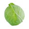 Head of green cabbage