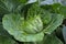 Head of green cabbage with leaky leaves