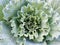 Head of green decorative cabbage with curled leaves closeup