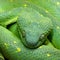 Head of green snake Atheris chlorechis