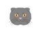 The head of a grey fold-eared cat with yellow eyes. The stylized face of a thoroughbred kitty. Vector illustration in a
