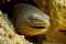 Head of grey moray eel poking out of sand burrow at bottom of ocean