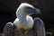 Head of a griffon vulture in profile view shining in the bright sunlight