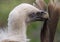 Head of Griffon Vulture side view