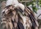 Head of Griffon Vulture side view