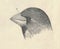 Head of the grosbeak. Antique engraved illustration of the grosbeak. Vintage illustration of the grosbeak. Old engraved