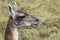 Head of Guanaco, National Park Torres del Paine, Chile