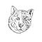 Head of Half Timber Wolf and Half Jaguar Panther or Leopard Drawing Black and White