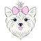 Head of hand drawn yorkshire terrier