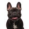 Head of happy black french bulldog panting