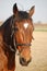 Head harnessed riding horse