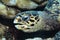 Head of Hawksbill sea turtle