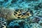 Head of Hawksbill sea turtle