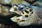 Head of Hawksbill sea turtle