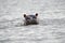 Head of a hippo sticking out of the water