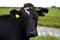 Head of a Holstein cow watching