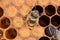 Head of Honeybee newly emerging from cell in beehive.