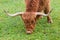 Head of horned brown scottish highland beef grazing in green gr