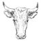 Head of horned bull head vector illustration