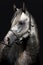 A head of a horse against a black background