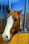 Head horse chestnut color of large plan. The foal stands in the pen and looks. Vertical photo