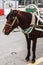 The head of a horse harnessed to a carriage for the transportation of tourists. Close up. Baku, Azerbaijan. 2018