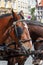 Head of a horse hitching up in Prague