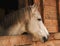 The head of a horse looks out onto the street from a wooden stall