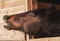 The head of a horse looks out onto the street from a wooden stall