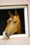 The head of a horse looks out of window of pink stables