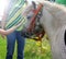 The head of a horse, the mane is touched by the hands of people