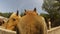 Head of horses in the summer standing in the paddock