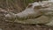 Head Of Huge Orinoco Crocodile, Casanare, Colombia