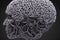 The head of a human being - the tissues biological structure