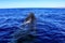 Head of a humpback whale emerging from the deep sea waters of Cabo San Lucas in Baja California Sur, Mexico.