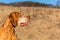 Head of a hunting dog. Hungarian hound Vizsla on meadow. Hound. Faithful friend of man