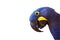 Head of Hyacinth macaw on white background