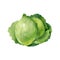 Head if green cabbage isolated on white background. Watercolor illustration