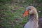 Head image of grey goose close-up focusing at its long neck at the centennial park, Sydney, Australia.