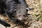 A head of interesting animal named Binturong or bearcat on stones ground. He trying find some food and he is frightened