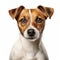 Head of jack russell terrier isolated on white created with Generative AI. Cute dog.