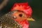 Head of a junglefowl rooster with a bright red comb in profile view