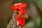 Head of a junglefowl rooster with a funny bright red comb