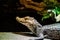 Head of a juvenile caiman crocodile in closeup, a tropical alligator from America