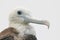 Head of Juvenile Magnificent Frigatebird