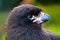 Head of a juvenile striated caracara falcon in profile view