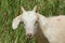 Head of kiko goat