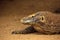 Head of Komodo Dragon(Varanus komodoensis)