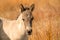 Head of a konik horse foal. The cute young animal looks straight into the camera. In the golden reeds