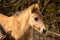 Head of a konik horse foal. The cute young animal looks straight into the camera. In the golden reeds